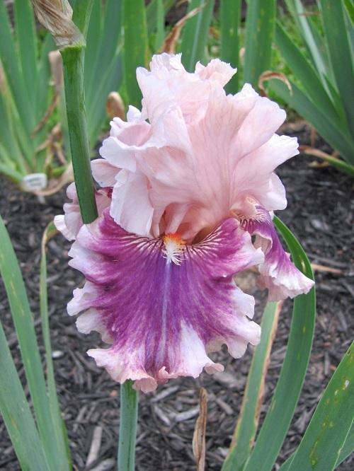 Photo of Tall Bearded Iris (Iris 'Oxford Countess') uploaded by starwoman