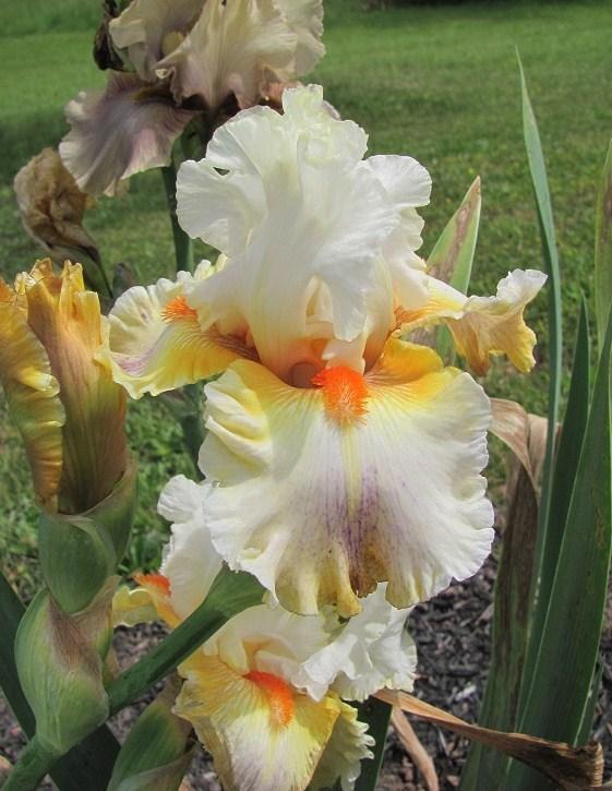 Photo of Tall Bearded Iris (Iris 'Quandary') uploaded by starwoman