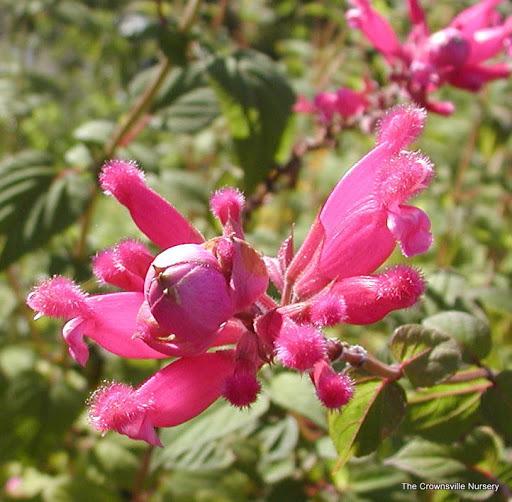 Photo of Rose Leaf Sage (Salvia involucrata) uploaded by vic