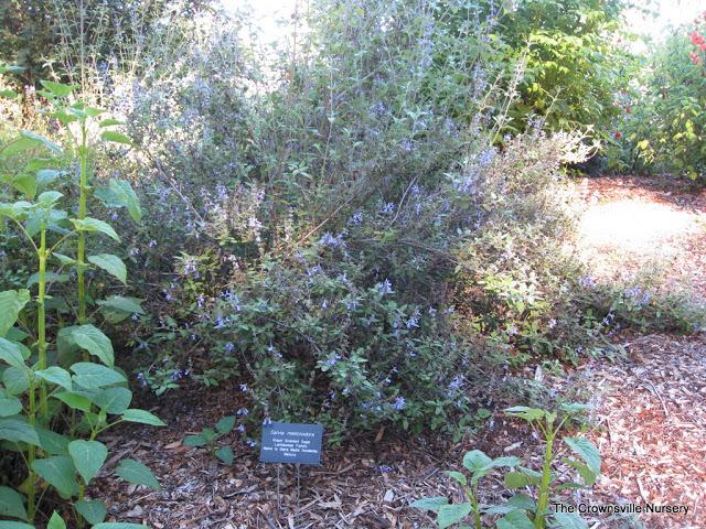 Photo of Grape-Scented Sage (Salvia melissodora) uploaded by vic