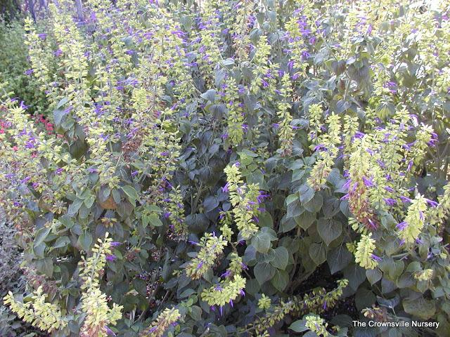 Photo of Mexican Sage (Salvia mexicana 'Limelight') uploaded by vic