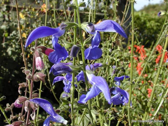 Photo of Gentian Sage (Salvia patens 'Guanajuato') uploaded by vic