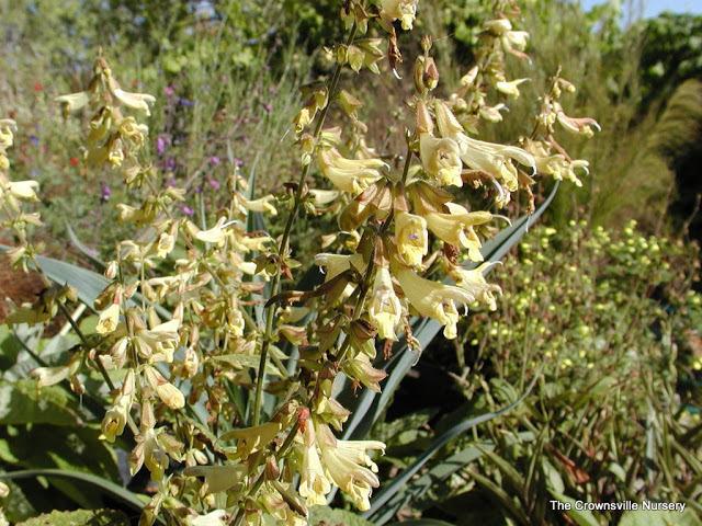 Photo of Salvias (Salvia) uploaded by vic