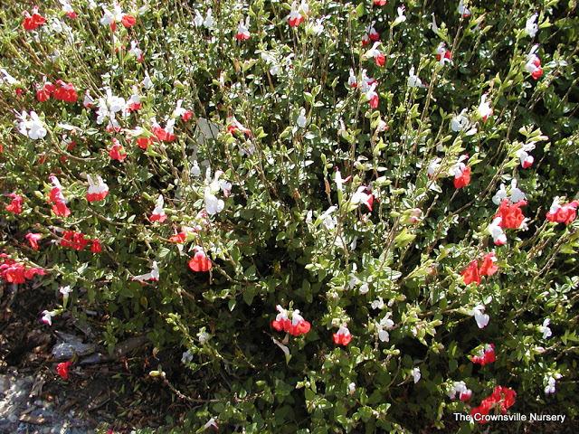 Photo of Blackcurrant Sage (Salvia microphylla 'Hot Lips') uploaded by vic