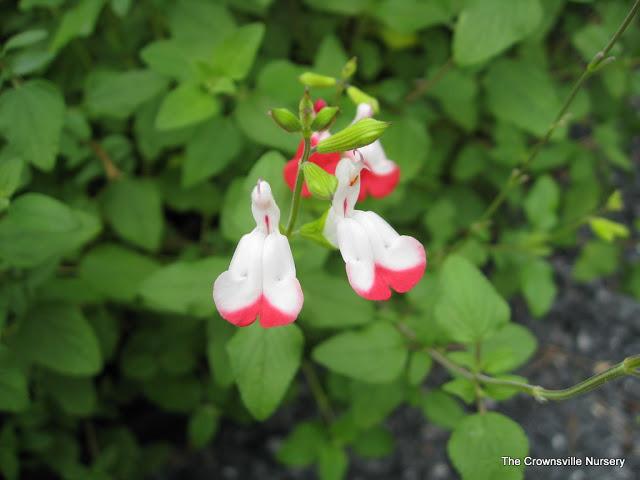 Photo of Blackcurrant Sage (Salvia microphylla 'Hot Lips') uploaded by vic