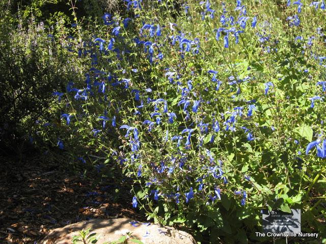 Photo of Gentian Sage (Salvia patens) uploaded by vic