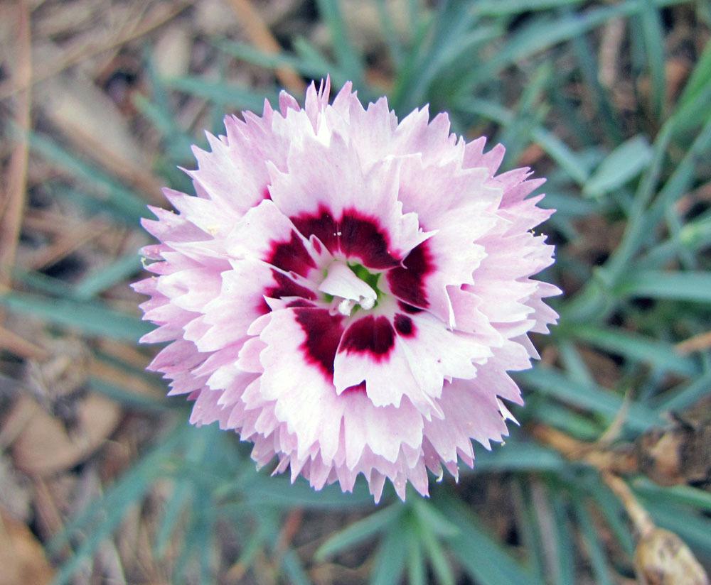 Photo of Pinks (Dianthus Scent First® Raspberry Surprise) uploaded by TBGDN