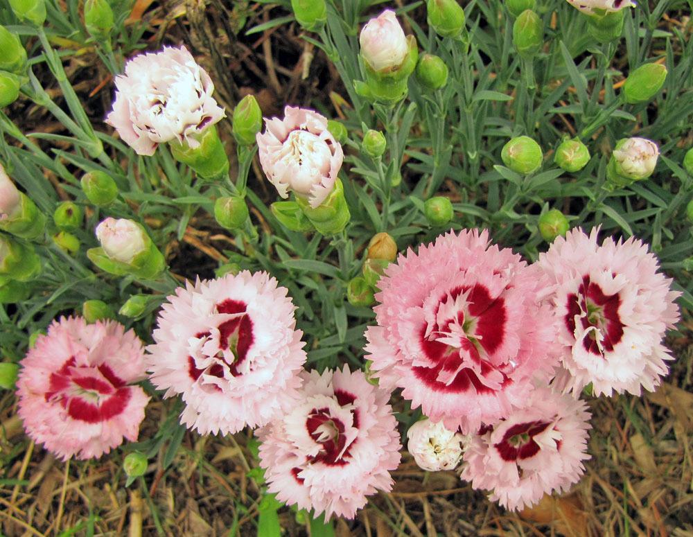 Photo of Pinks (Dianthus Scent First® Raspberry Surprise) uploaded by TBGDN