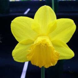 Location: Claremont Daffodil  Show -Tasmania
Date: 14 -9 -13