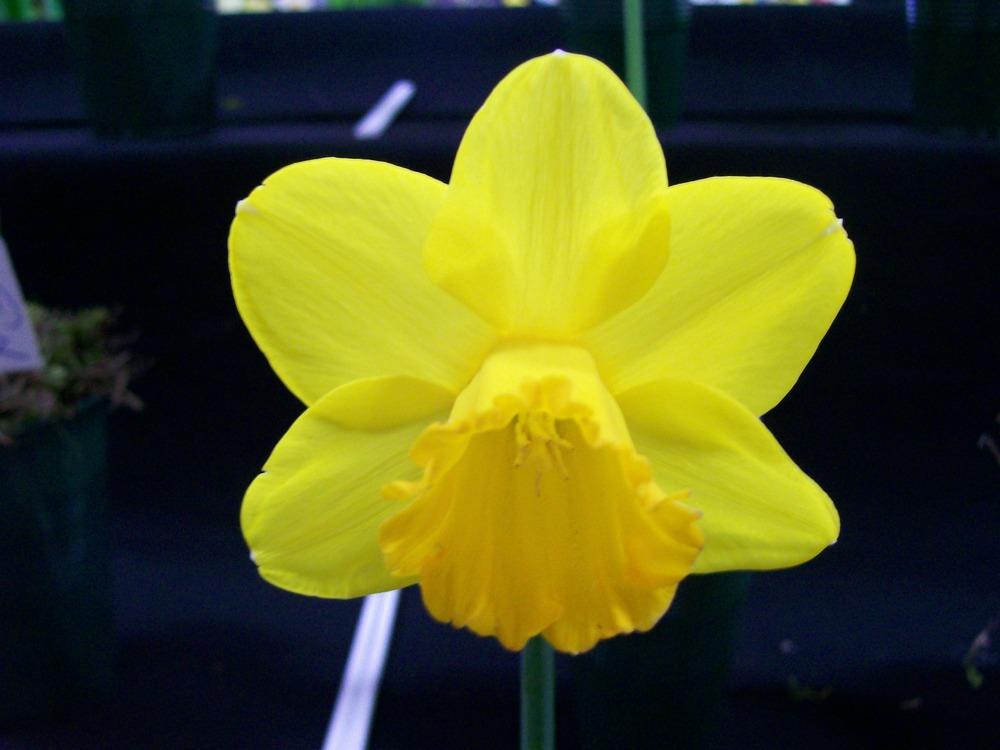 Photo of Trumpet Daffodil (Narcissus 'York Minster') uploaded by gwhizz