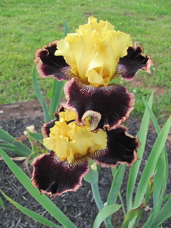 Photo of Tall Bearded Iris (Iris 'Indulgence') uploaded by starwoman