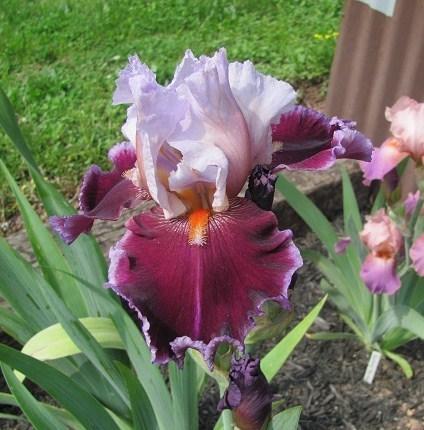 Photo of Tall Bearded Iris (Iris 'Second Fiddle') uploaded by starwoman