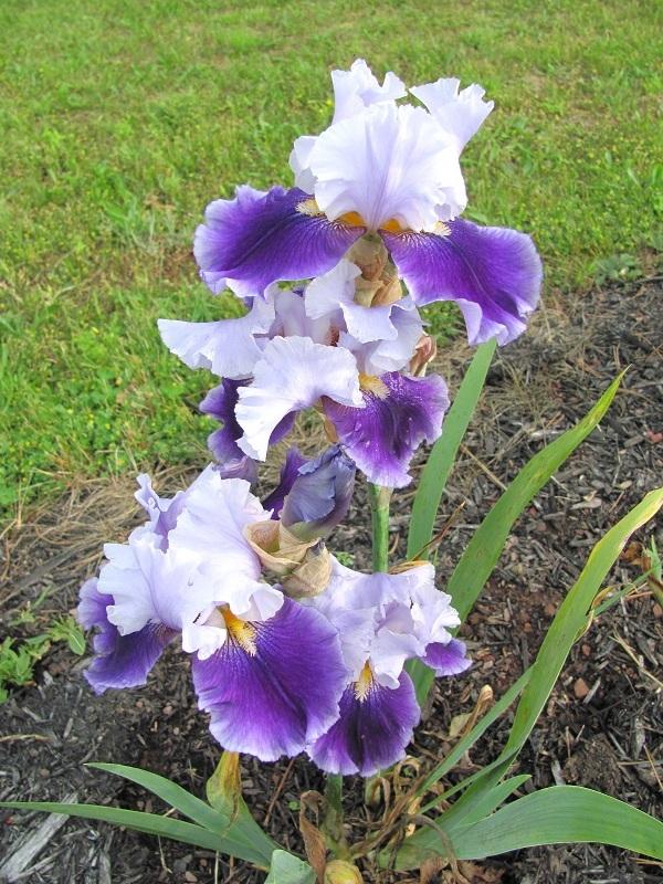 Photo of Tall Bearded Iris (Iris 'Voodoo Blues') uploaded by starwoman