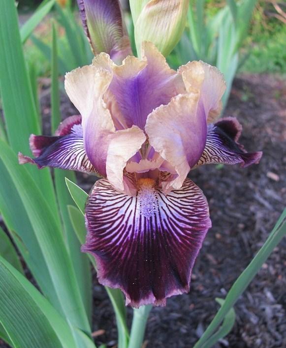 Photo of Intermediate Bearded Iris (Iris 'Sculptured Wild') uploaded by starwoman