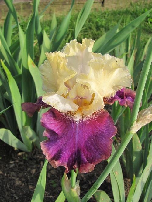 Photo of Tall Bearded Iris (Iris 'Jamaican Dream') uploaded by starwoman