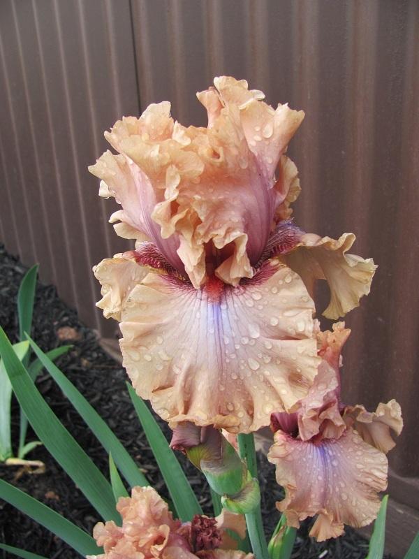 Photo of Tall Bearded Iris (Iris 'I Must Have It') uploaded by starwoman