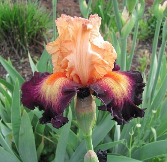 Photo of Tall Bearded Iris (Iris 'Original Art') uploaded by starwoman