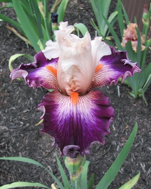 Photo of Tall Bearded Iris (Iris 'Brave Face') uploaded by starwoman