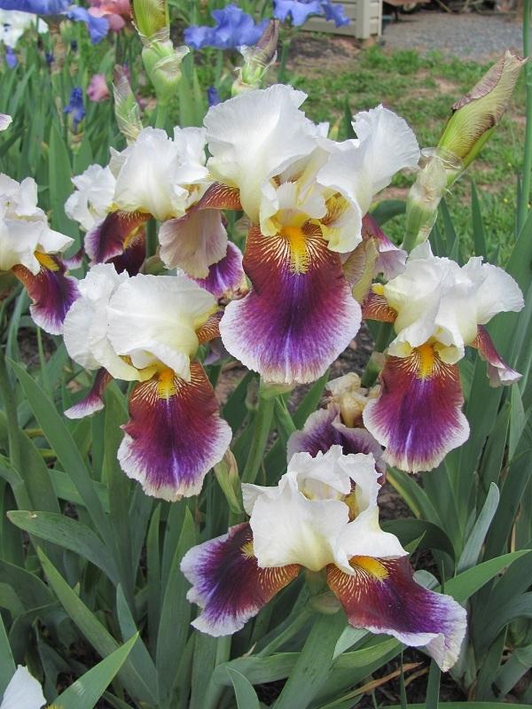 Photo of Tall Bearded Iris (Iris 'Striped Red Neglecta') uploaded by starwoman