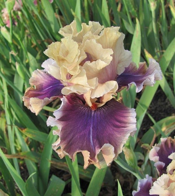 Photo of Tall Bearded Iris (Iris 'Smoke and Thunder') uploaded by starwoman