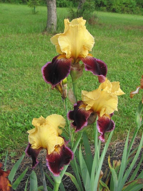 Photo of Tall Bearded Iris (Iris 'For Patsy Lou') uploaded by starwoman
