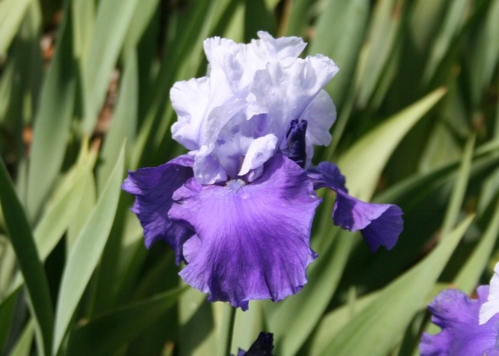 Photo of Tall Bearded Iris (Iris 'Proud Tradition') uploaded by KentPfeiffer