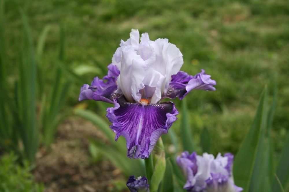 Photo of Tall Bearded Iris (Iris 'Pop Music') uploaded by KentPfeiffer