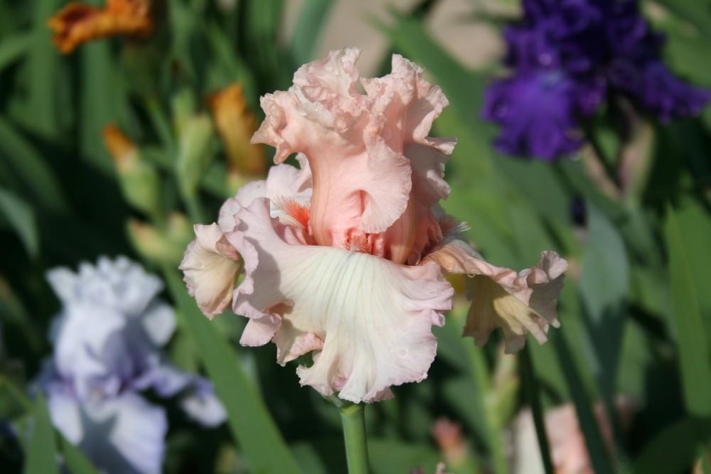 Photo of Tall Bearded Iris (Iris 'Picture Book') uploaded by KentPfeiffer