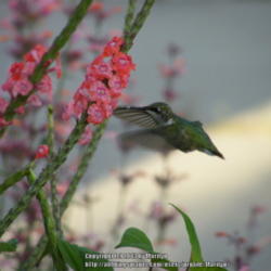 Location: My garden in Kentucky
Date: 2013-09-17
Hummingbird working all the blooms of the plant. #Pollination
