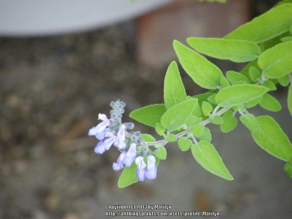 Photo of Grape-Scented Sage (Salvia melissodora) uploaded by Marilyn