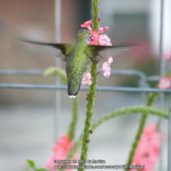 Location: My garden in Kentucky
Date: 2013-09-17
Hummingbird getting the sweet nectar out of the flower. #Pollinat