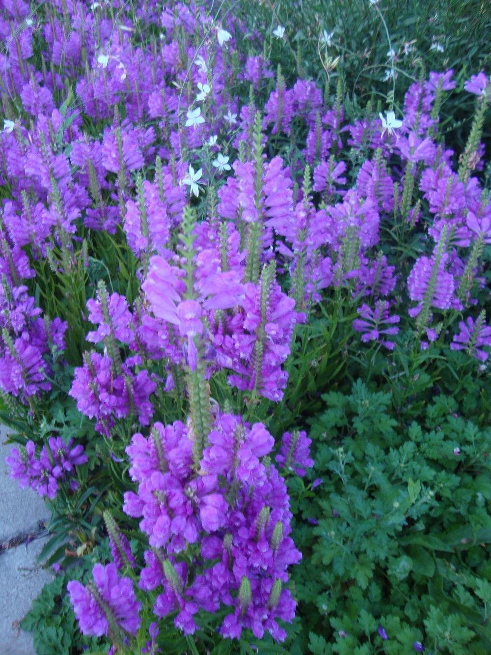 Photo of Obedient Plant (Physostegia virginiana 'Vivid') uploaded by Paul2032