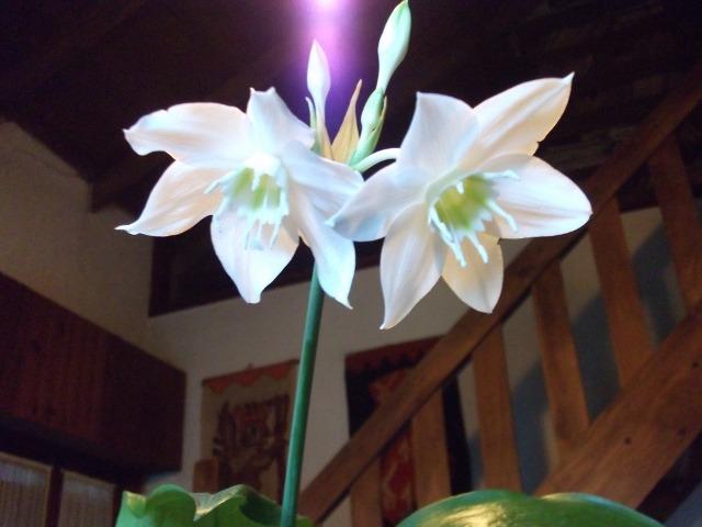 Photo of Amazon Lily (Urceolina amazonica) uploaded by ceci