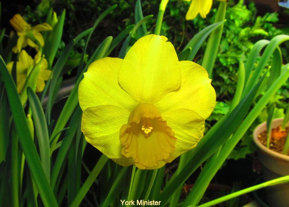 Photo of Trumpet Daffodil (Narcissus 'York Minster') uploaded by jmorth
