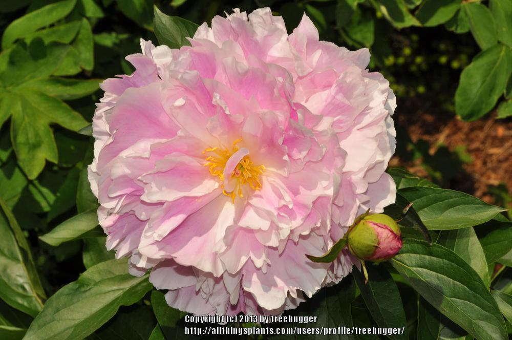 Photo of Peony (Paeonia 'Extra Sweet Pink') uploaded by treehugger