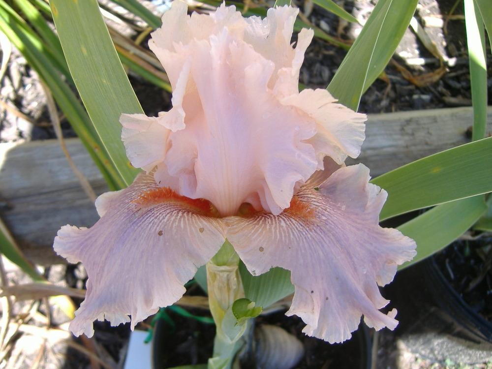 Photo of Tall Bearded Iris (Iris 'Sweet Kisses') uploaded by tveguy3
