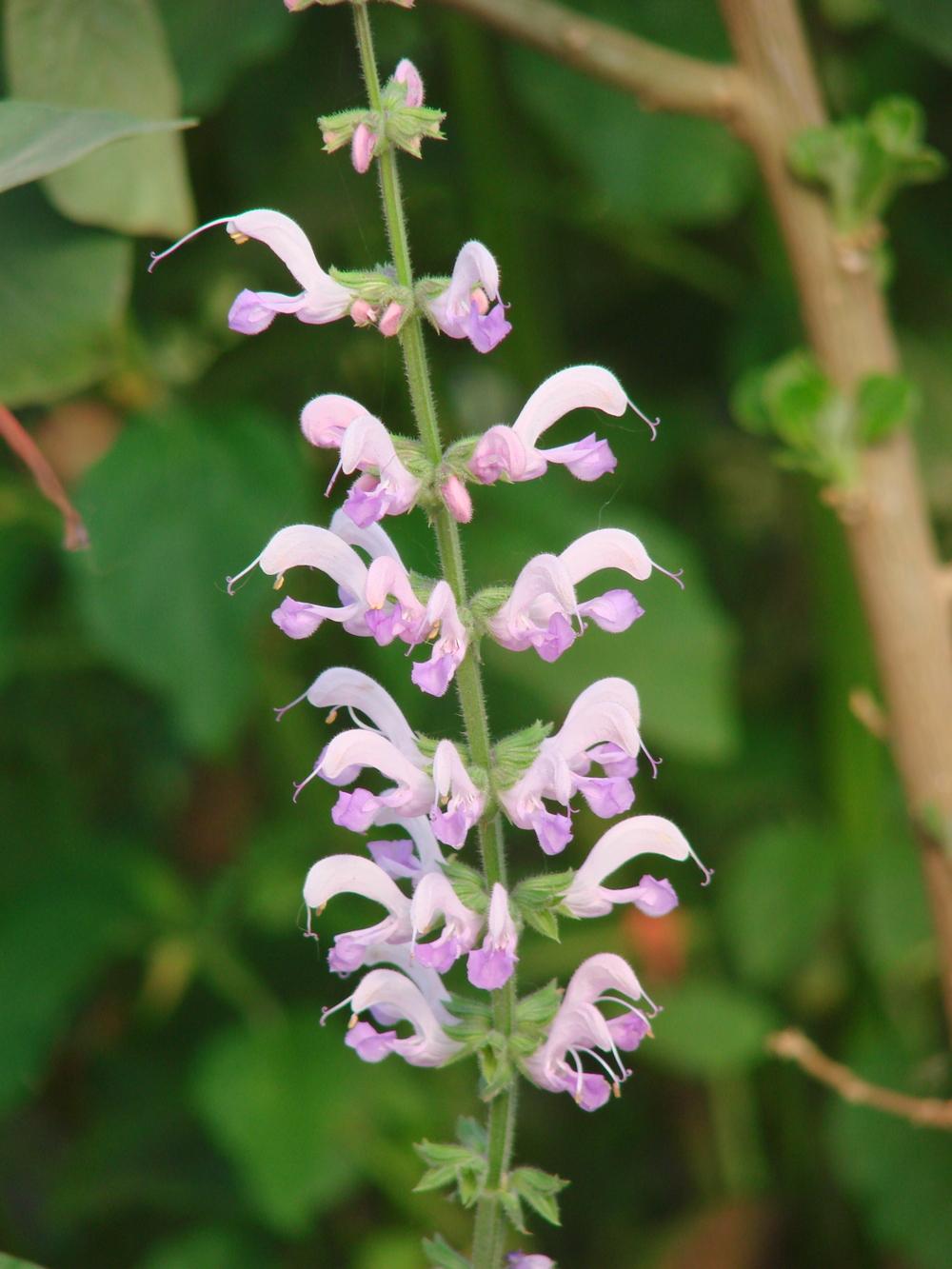 Photo of Meadow Sage (Salvia pratensis 'Lapis Lazuli') uploaded by FBTS