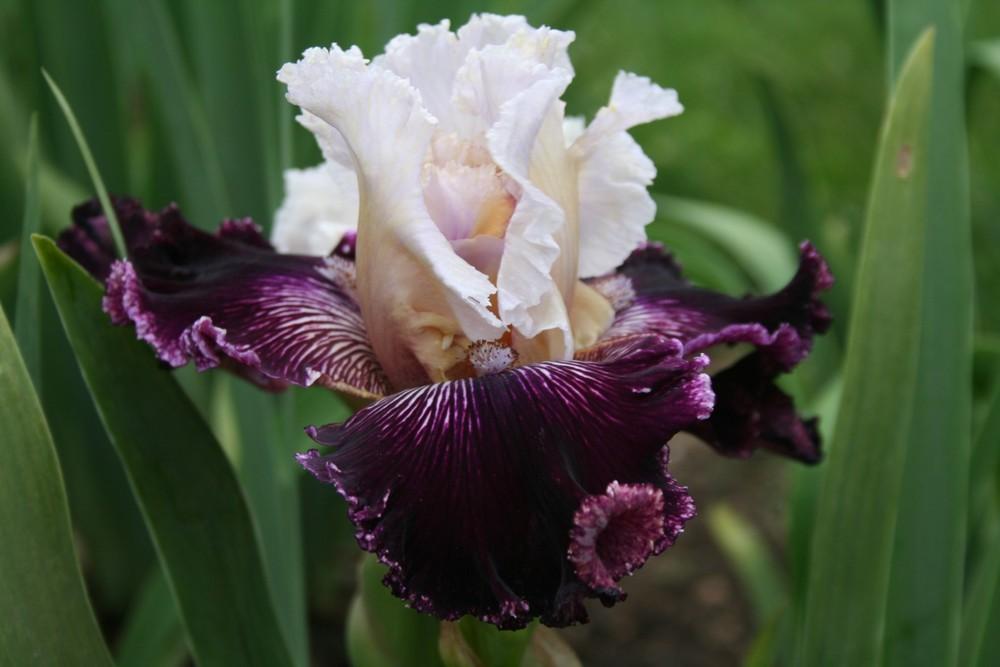 Photo of Tall Bearded Iris (Iris 'Palace Treasure') uploaded by KentPfeiffer