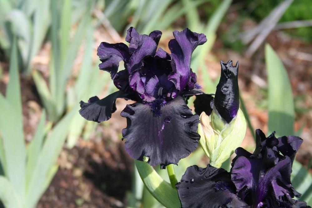 Photo of Tall Bearded Iris (Iris 'One More Night') uploaded by KentPfeiffer