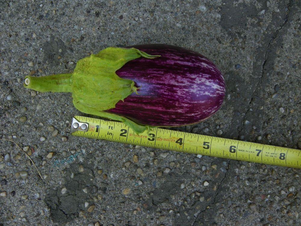 Photo of Eggplant (Solanum melongena 'Purple Rain') uploaded by Newyorkrita