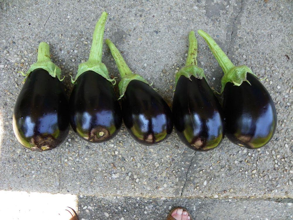 Photo of Eggplant (Solanum melongena 'Classic') uploaded by Newyorkrita