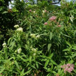 Location: Long Island, NY 
Date: 2013-07-19
Milkweed patch includes both white and pink flower types.