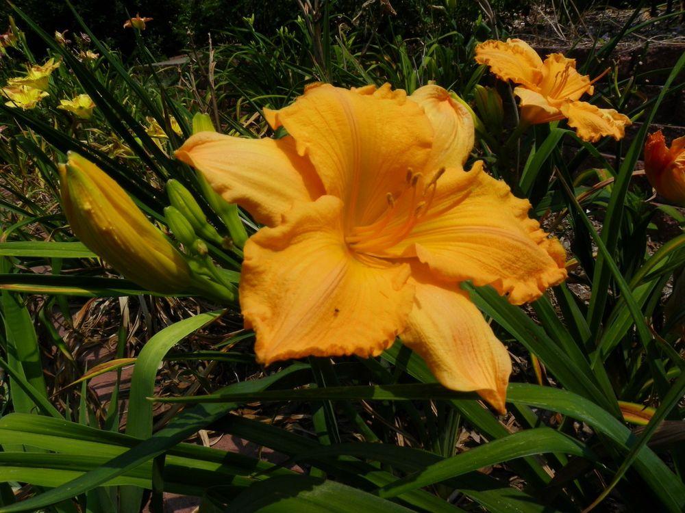 Photo of Daylily (Hemerocallis 'Orange Velvet') uploaded by Newyorkrita