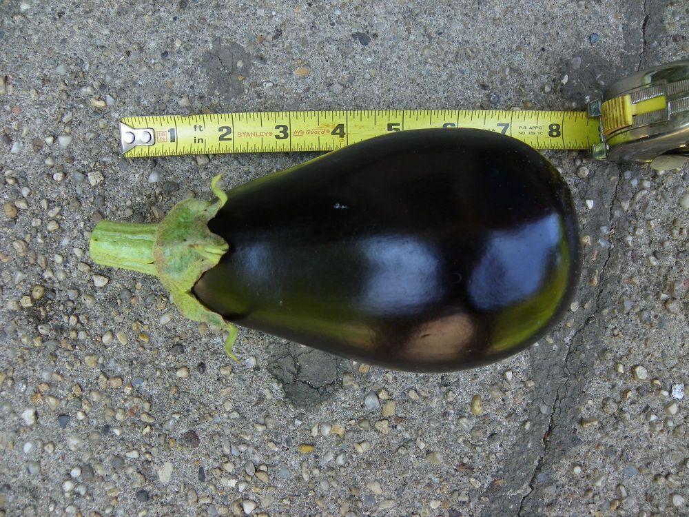 Photo of Eggplant (Solanum melongena 'Classic') uploaded by Newyorkrita