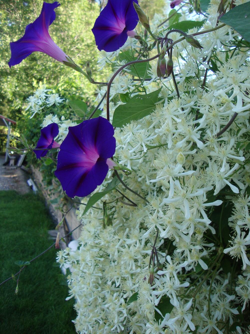 Photo of Sweet Autumn Clematis (Clematis terniflora) uploaded by Paul2032
