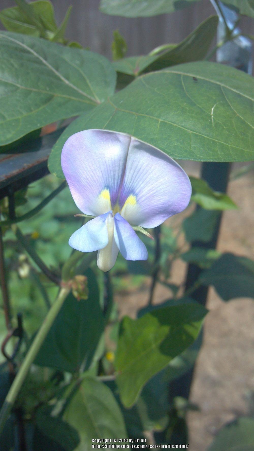 Photo of Yardlong Bean (Vigna sesquipedalis 'Chinese') uploaded by bitbit