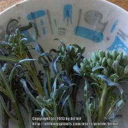 Location: Norfolk, VA (USDA zone 8a)
Date: 2013-04-07
Flower buds do not grow as large as other broccolis, but are grea
