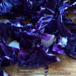 Location: Norfolk, VA (USDA zone 8a)
Date: 2013-06-04
Chopped cabbage, to show deep purple color within head