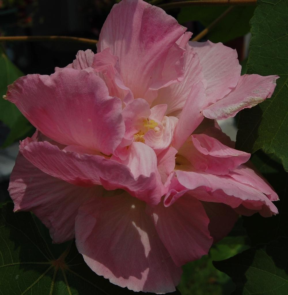 Photo of Confederate Rose (Hibiscus mutabilis) uploaded by purpleinopp