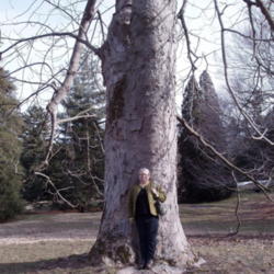 
Date: 2009-04-01
My friend Lynn standing next to the tree to show how large this t